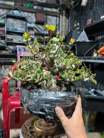 Bonsai dâm bụt