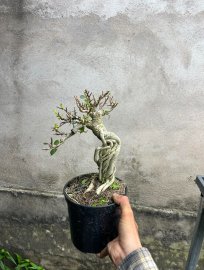 Waru giá vài trăm