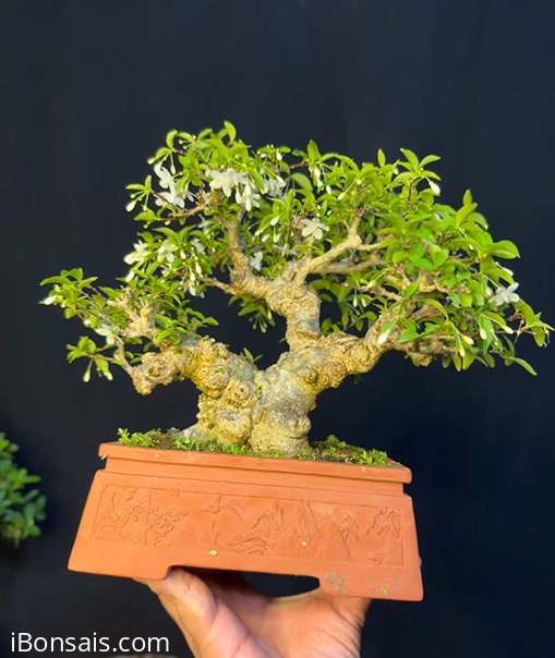 Water Jasmine tree with flowers