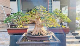 Sam hương bonsai đẹp