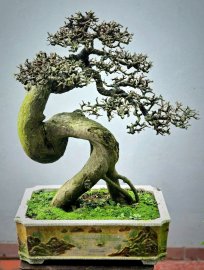 Duối già nghệ thuật!