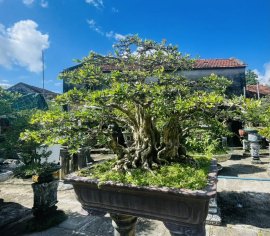 TP linh sam khai thác cs-gl