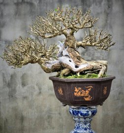 Indigoberry bonsai tree with driftwood