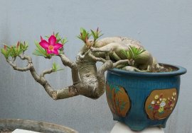 Desert rose