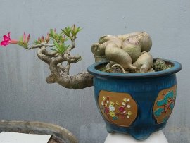 Desert rose