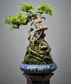 Ficus benjamina bonsai tree