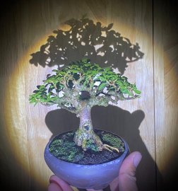 Sam hương indo