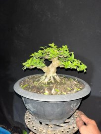 Mct lá lớn ae thích ib e ạk