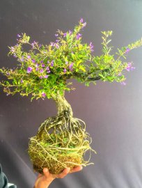Desmodium unifoliatum tree with flowers