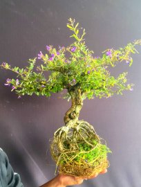 Linh sam đang siêu hoa ạ