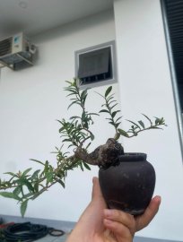 Hải châu mini ạ