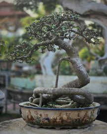 Streblus asper Lour tree