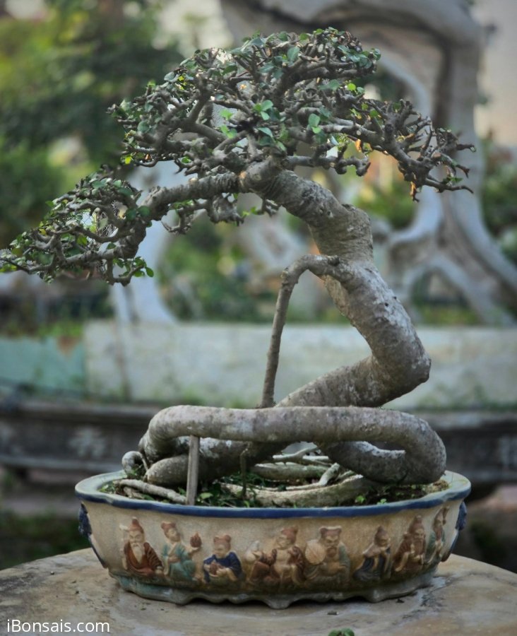 Streblus asper Lour tree
