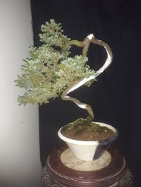 Trong các dòng Tùng, " Ngọa Tùng " vẫn luôn đẹp...