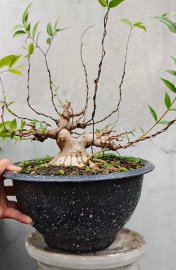Mai chiếu thủy