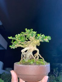 Sam trái mini