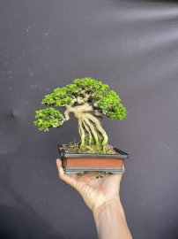 Premna bonsai tree overrock