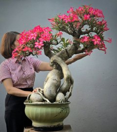 Desert rose