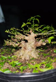 Mai chiếu thủy mini