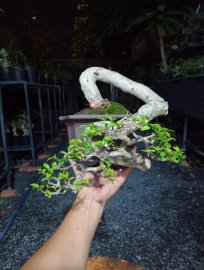 Bonsai mini cầm tay