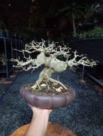 Bonsai mini cầm tay