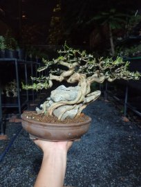 Bonsai mini cầm tay