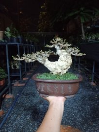 Bonsai mini cầm tay
