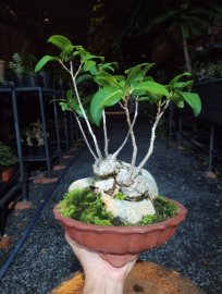 Bonsai mini cầm tay