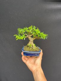 Mct lá trung mini