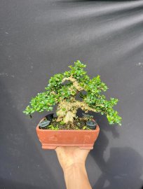 Sam trái ế quá giá nào cũng bán luôn quá