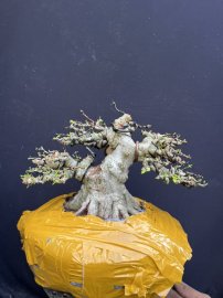 Water Jasmine tree