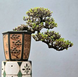 Antidesma acidum mountain tree