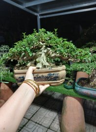 Sam hương Bonsai