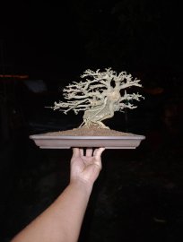 Linh sam ôm đá