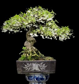 Water Jasmine mini tree with flowers
