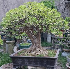Water Jasmine sumo tree in Nha Trang Khanh Hoa