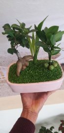 Tiểu cảnh cây Si nhật kết kết hợp với cây may mắn