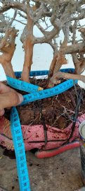 Cây sơn liễu mới về
