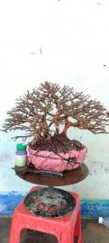 Cây sơn liễu mới về