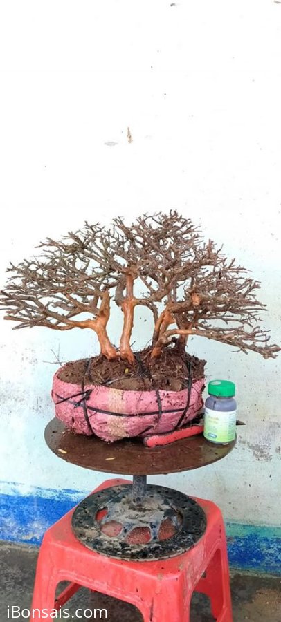 Cây sơn liễu mới về