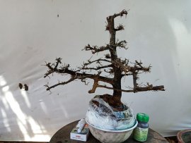Cây cẩm thị tàn thiên nhiên