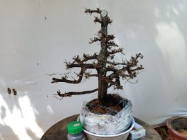 Cây cẩm thị tàn thiên nhiên