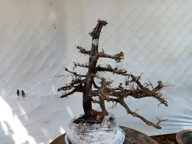 Cây cẩm thị tàn thiên nhiên