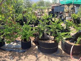 Đỉnh cao của cẩm thị