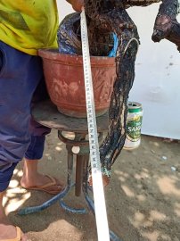 Cẩm thị đổ đẹp