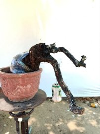 Cẩm thị đổ đẹp