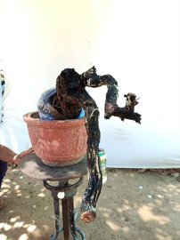 Cẩm thị đổ đẹp