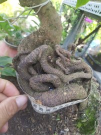 Giảo thủ đức thác đổ