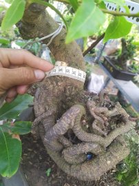 Giảo thủ đức thác đổ