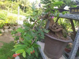 Giảo thủ đức thác đổ